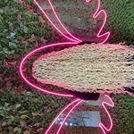 تصویر 1 بافت مو تخصصی